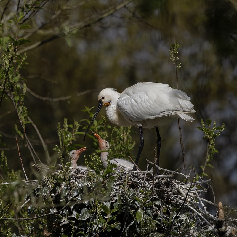 Waar blijft mama nou?