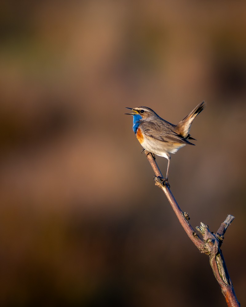 Blauwborst in het laatste zonlicht