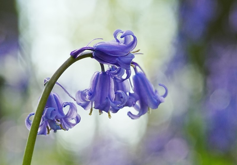 Blauwe bellen (5323/3)