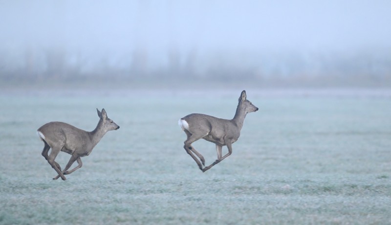 Voetjes van de vloer