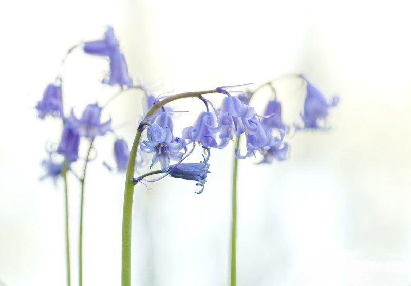 Porselein met Delfsblauw (05360/2)