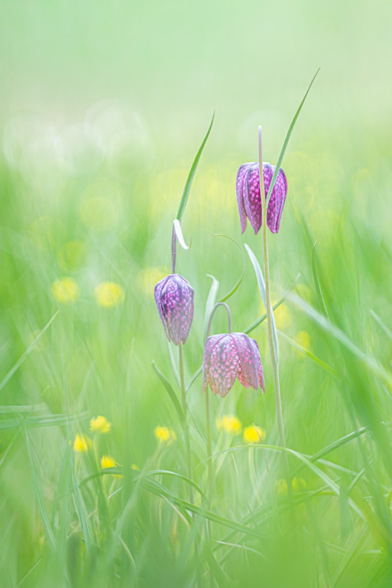 Waar Alles Zijn Plaats Vindt