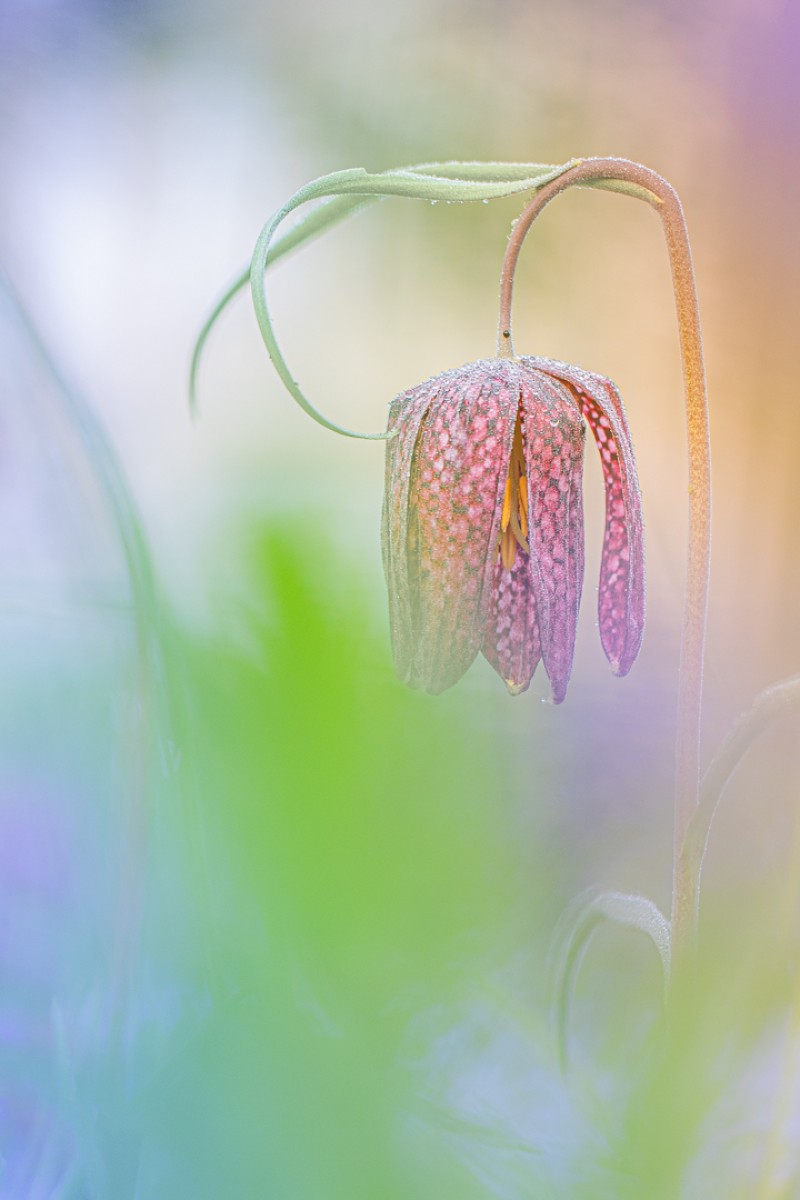 Kievitsbloemetje tussen de kleuren van de regenboog.