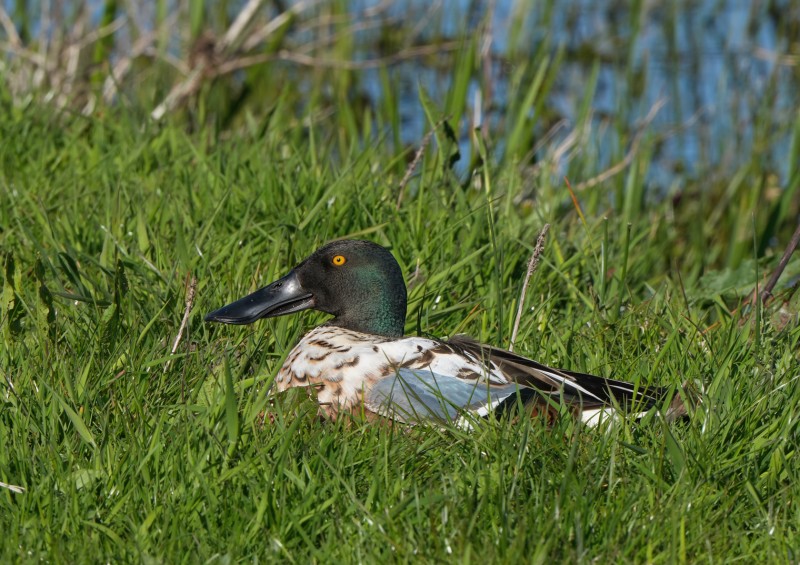 Ik moest zelfs en beetje uitzoomen.
