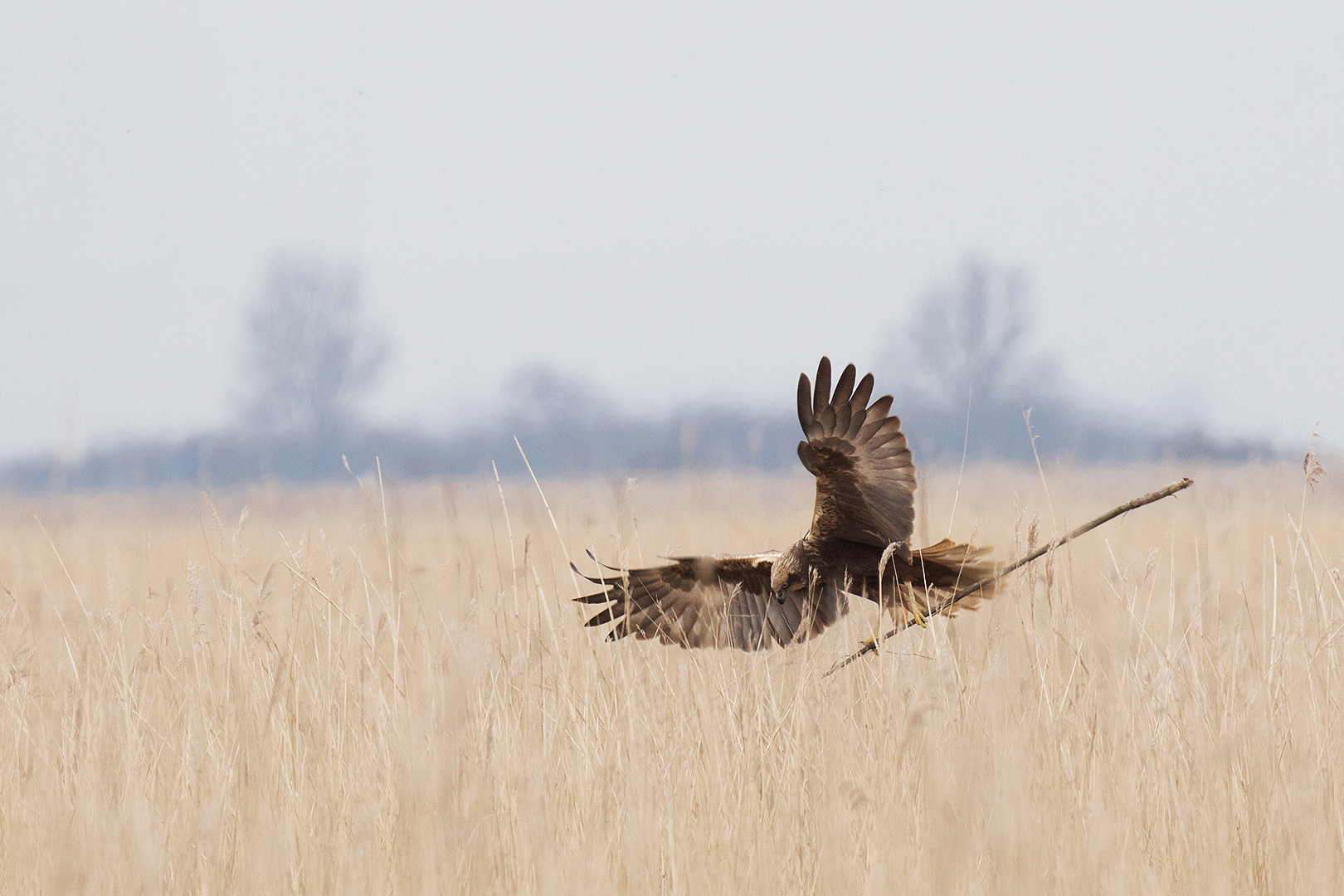 Bruine Kiekendief Lauwersmeer _MG_8351
