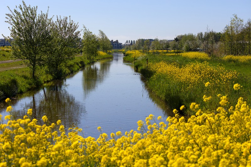 Raapzaad in overvloed