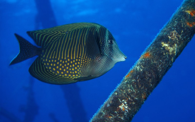 100 streepjes en stipjes