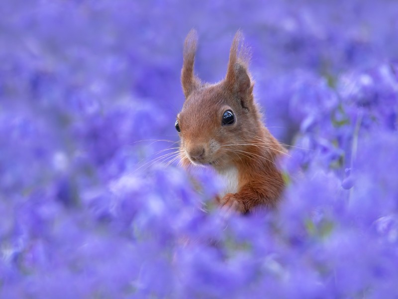 Hoe ben ik nu in het Hallerbos verzeild geraakt ?