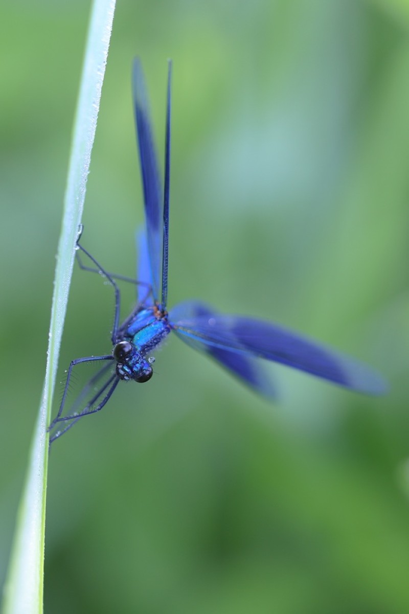 Blue wings