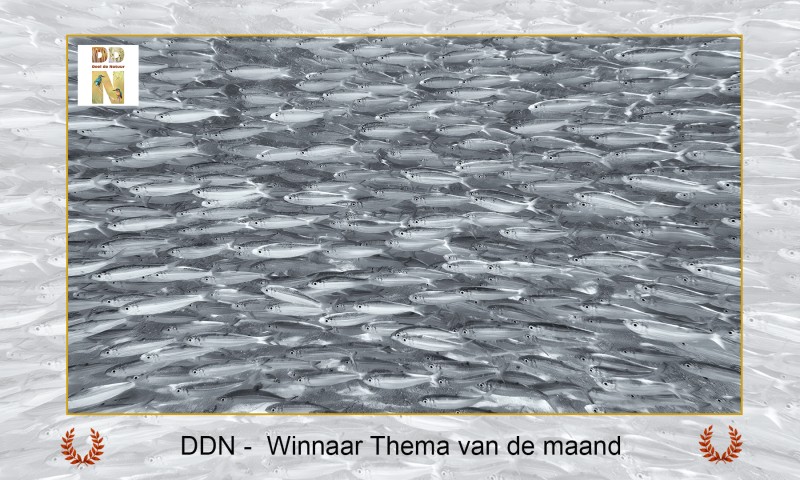 Winnaar maandthema april "Honderd"