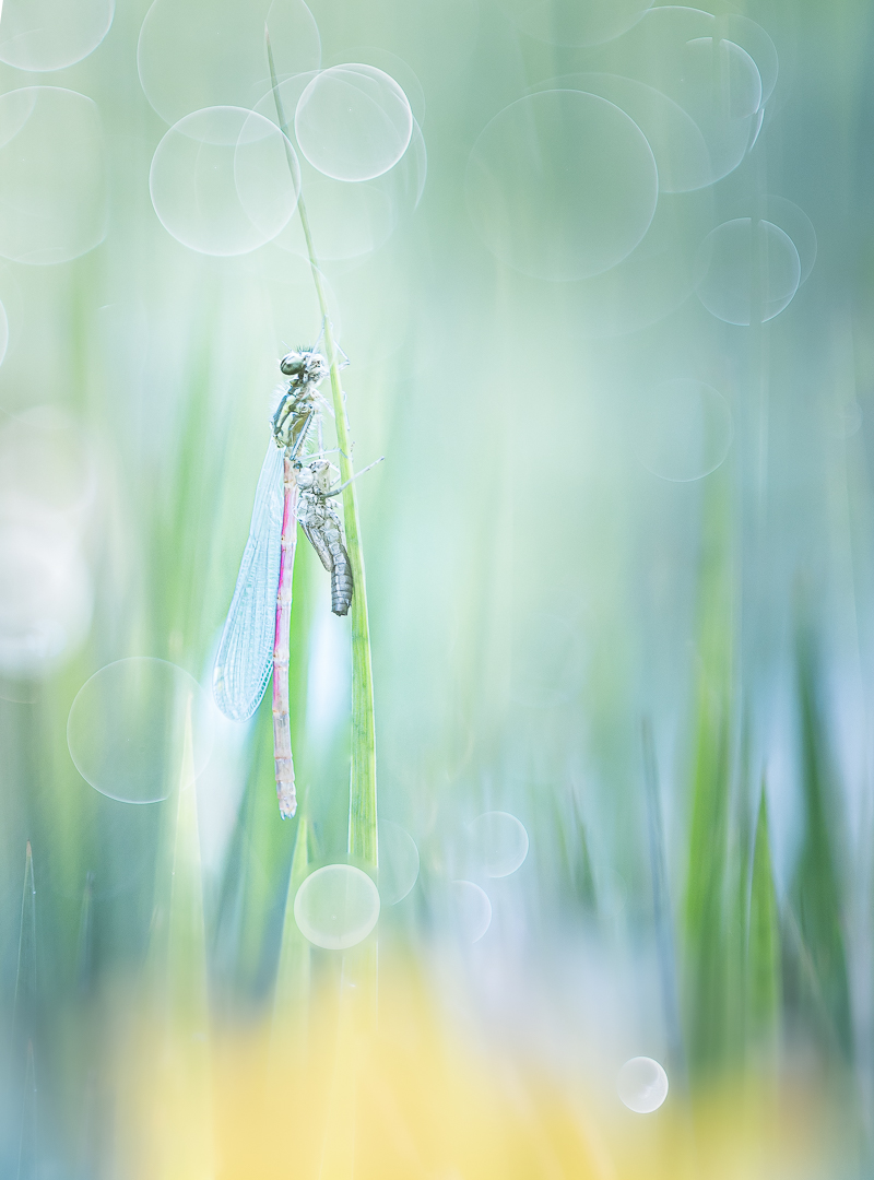 _MG_9416-2