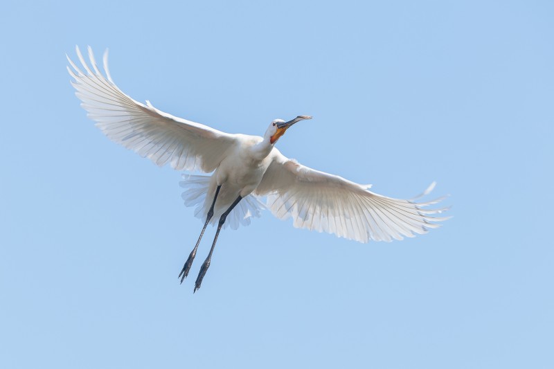 On wings of pure power