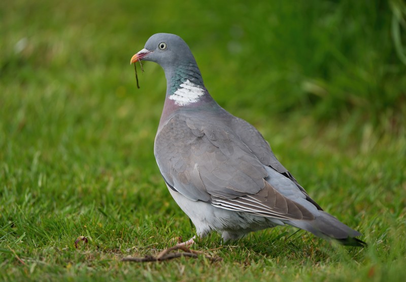 Nestbouw.