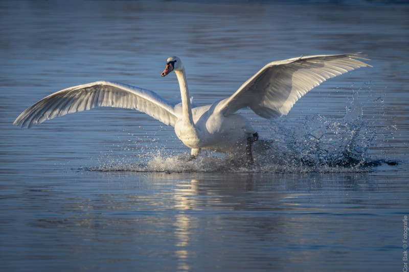 Landing