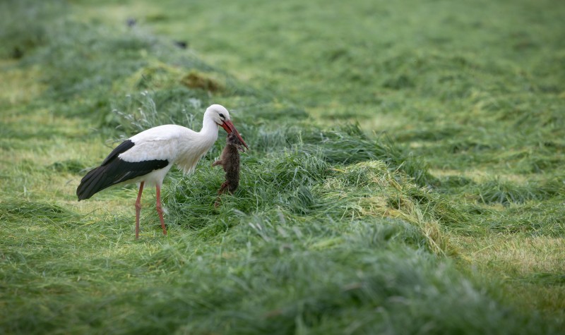 'Aen de groote maeltydt'