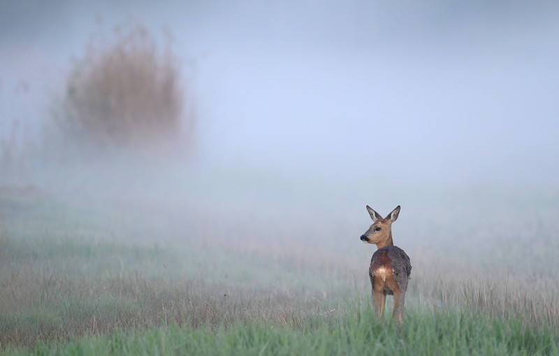 Ree in de mist