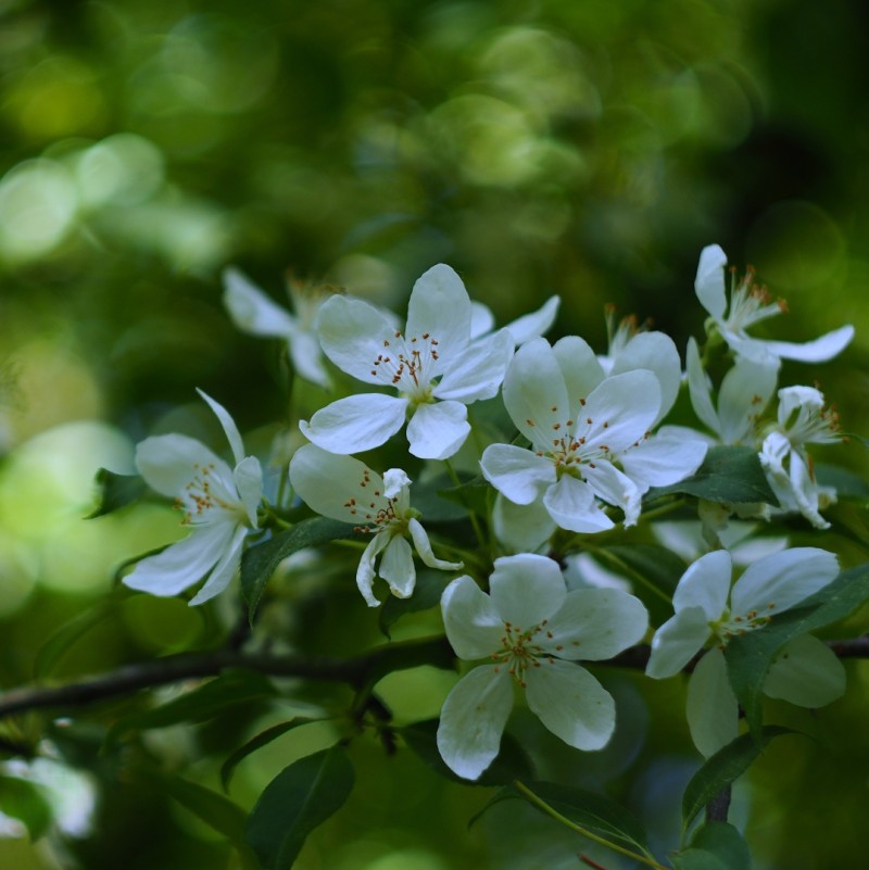 Azalea