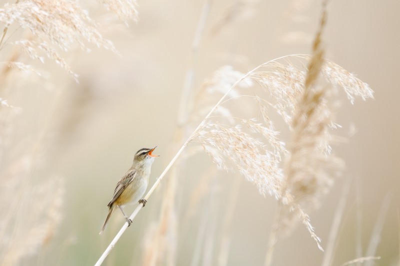 High key riet-aria