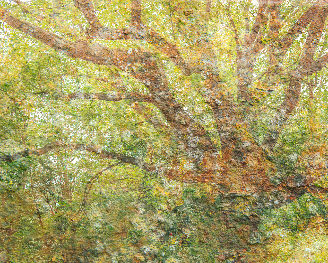 rusty old tree