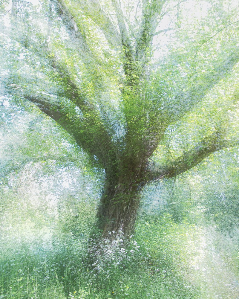 Old soul...young spring