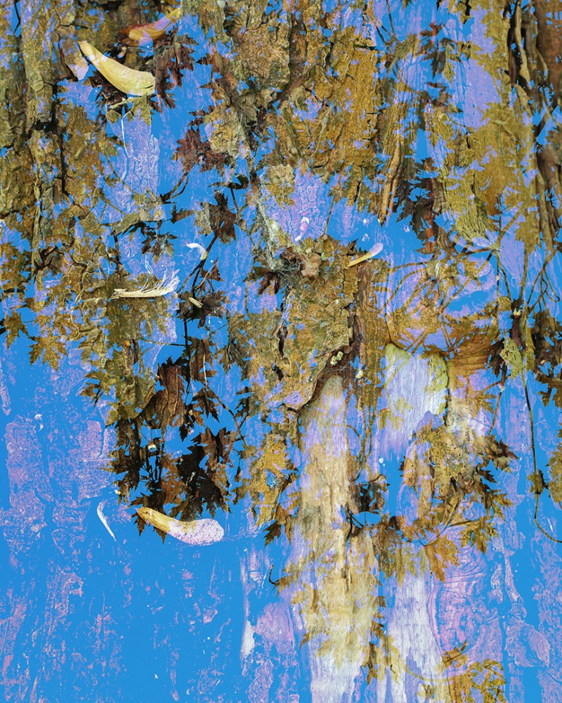 Falling leaves