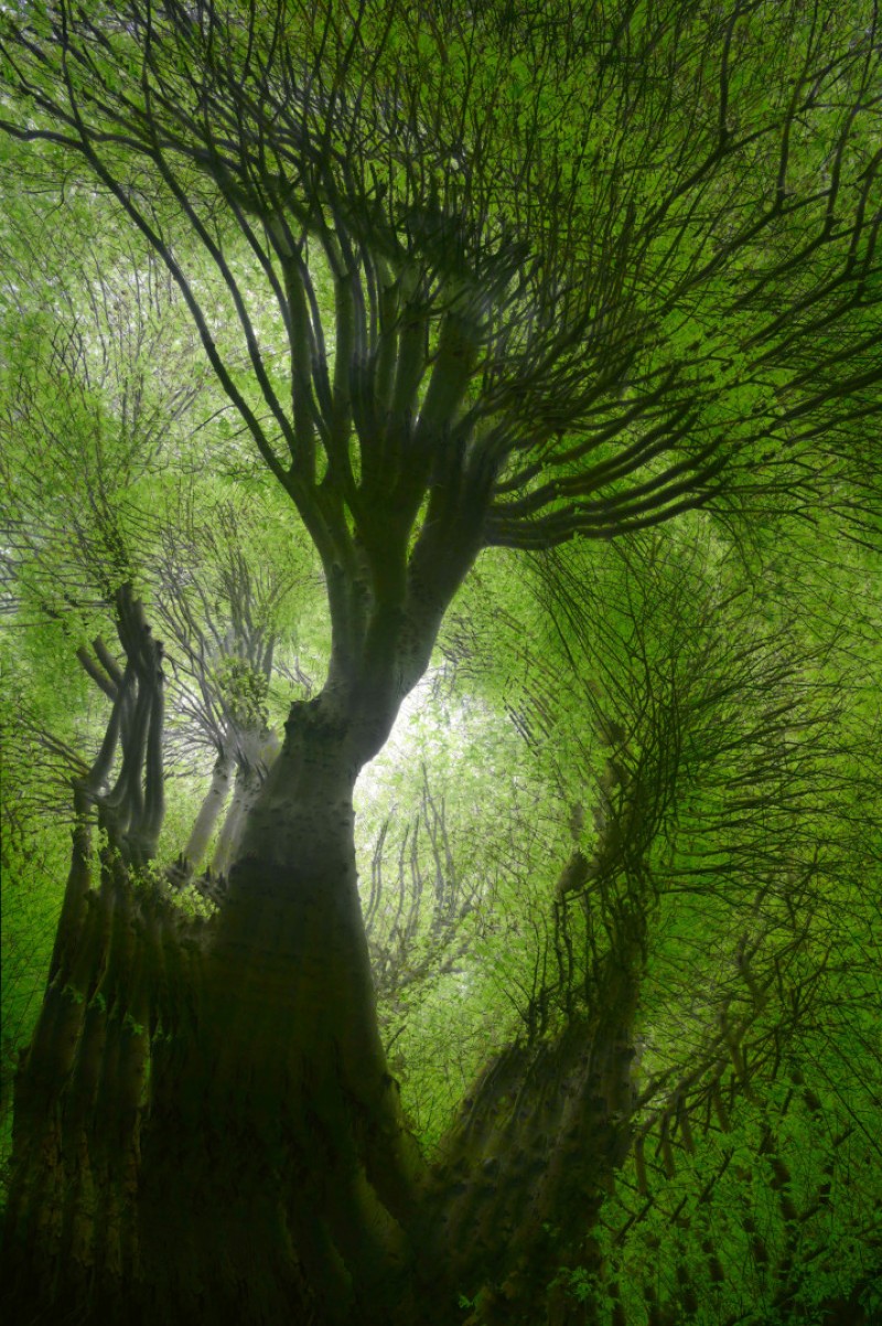 Forest canopy