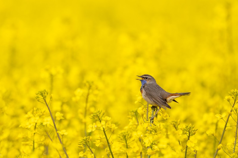 traditie in het koolzaadveld
