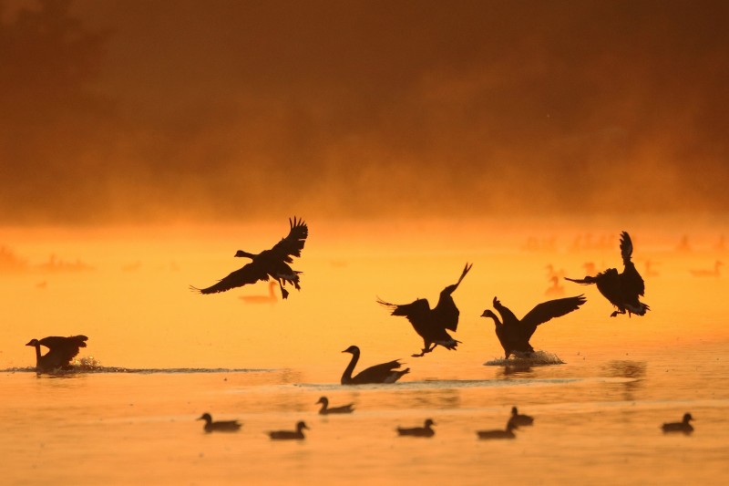 Landing in het water.