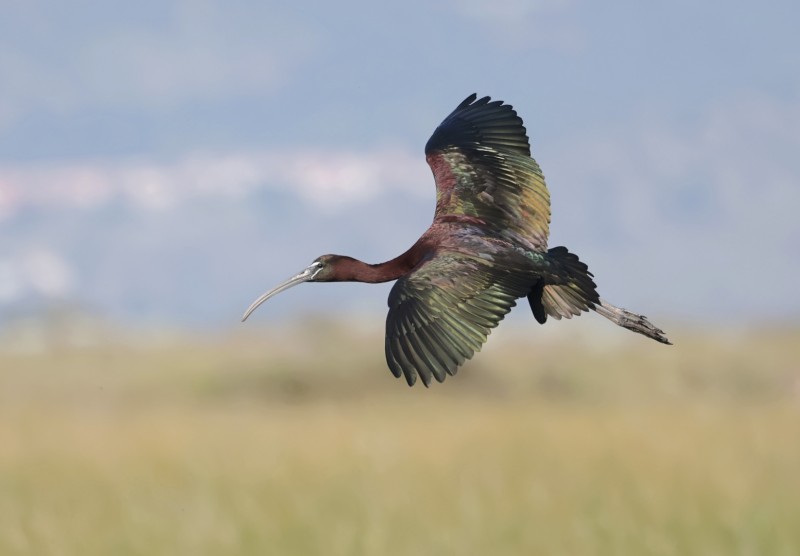 Zwarte Ibis