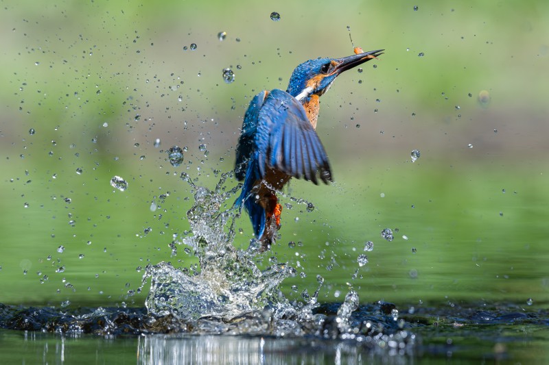 Watervogel?