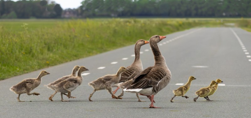 In ganzenpas de weg over.