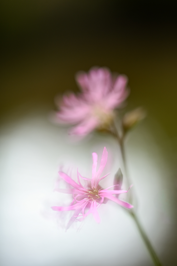 DSC_1532-2