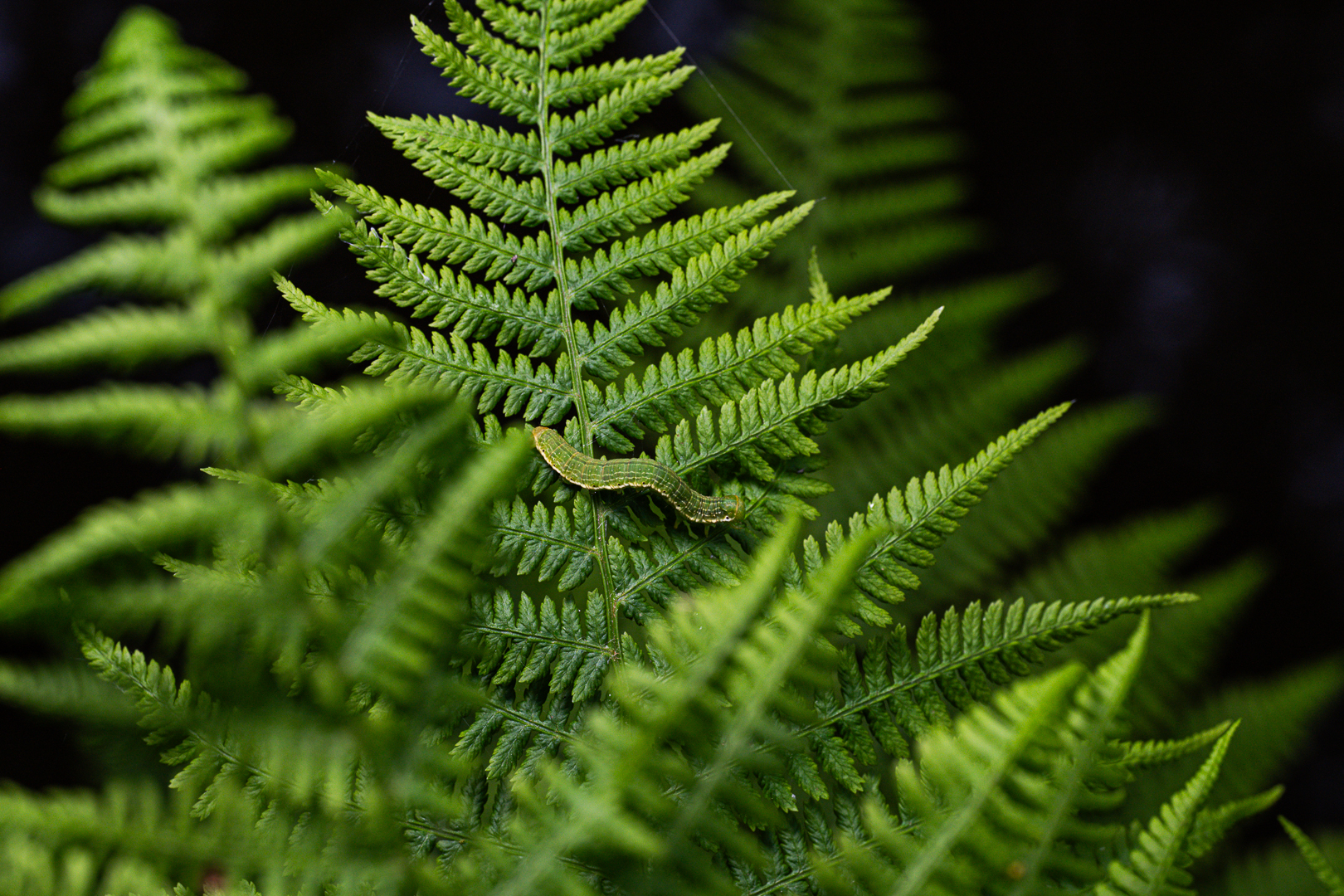 DSC_1493