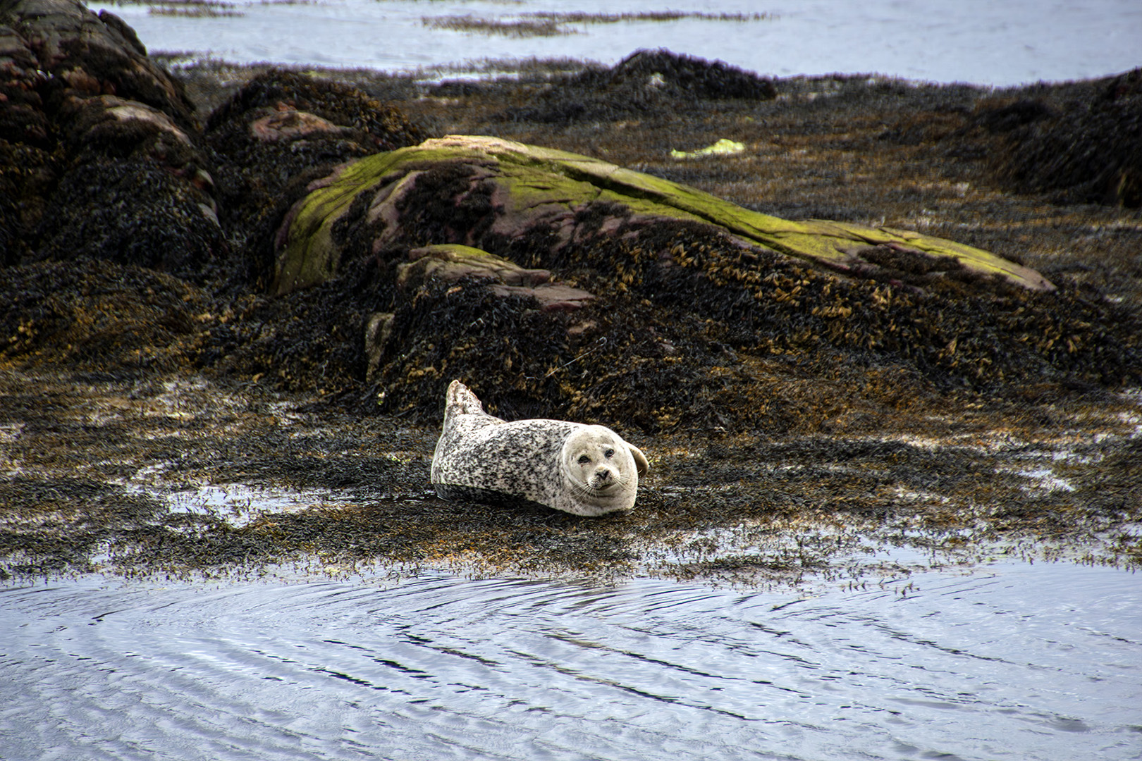 DSC05464 zeehond op eiland Harris kopie