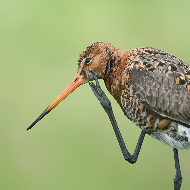 De Denker