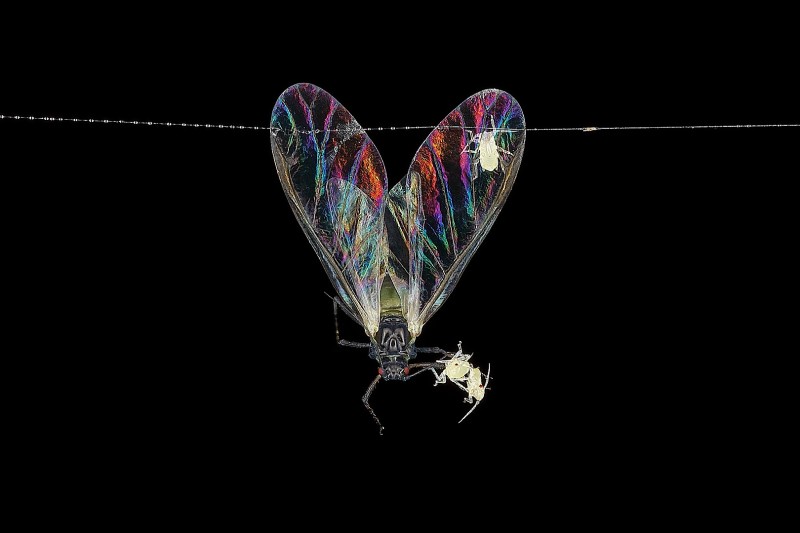 Love is in the air