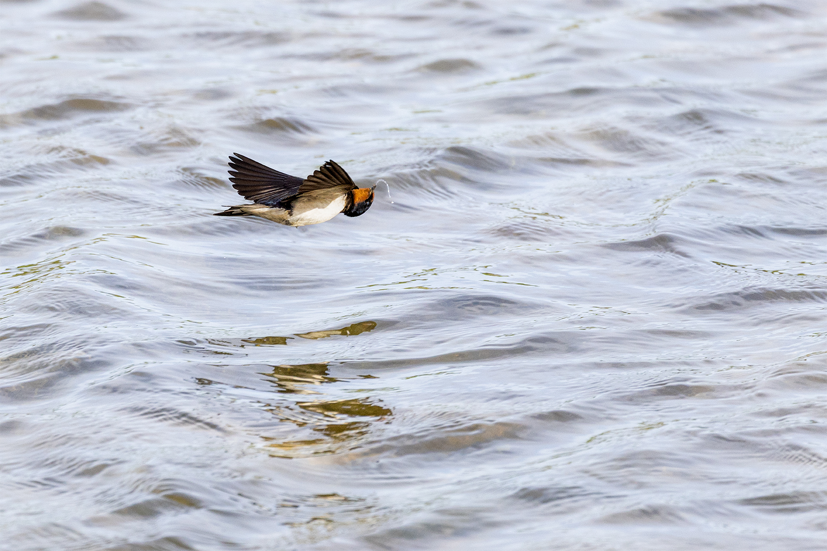 IMG_9258 corr 1080PX sRGB