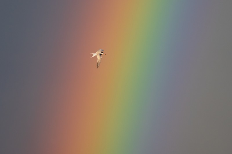 Visdiefje in regenboog
