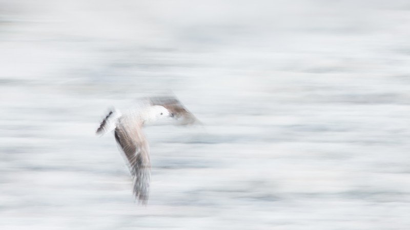 A painterly flight