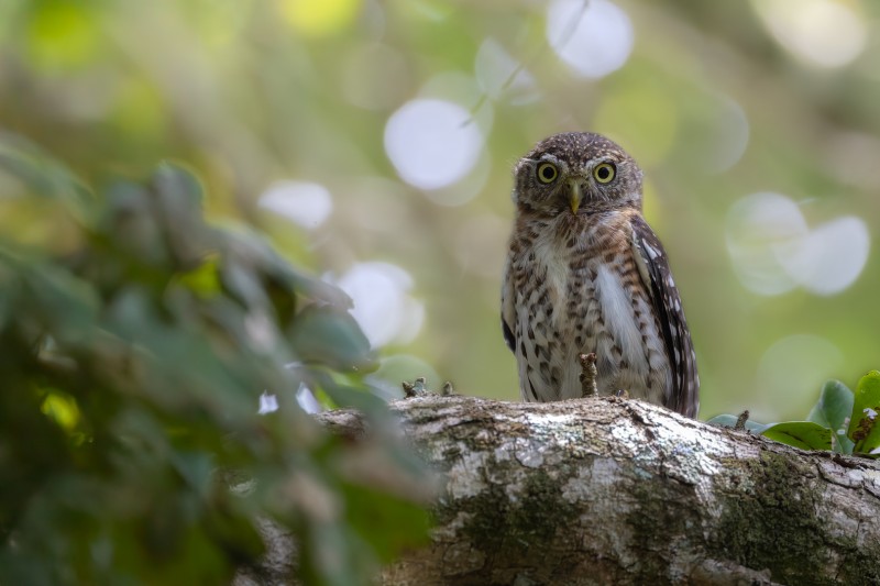 'Look who's looking!'