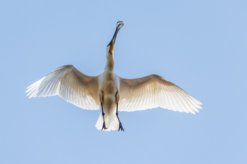 Landing gear out