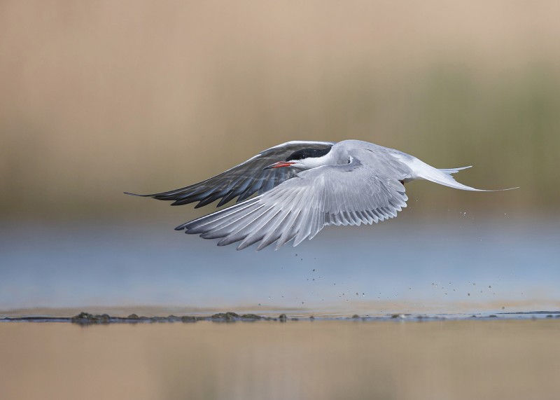 Flyby of the Common Tern