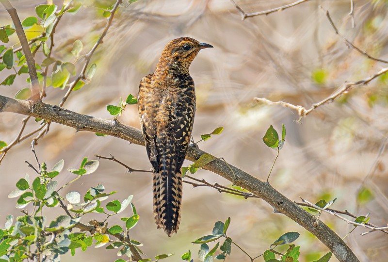 Een koekoek genaamd Piet-van-Vliet (Plaintive cuckoo)