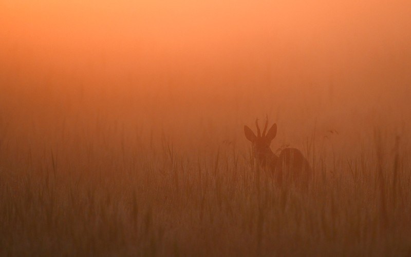 Morgenstond