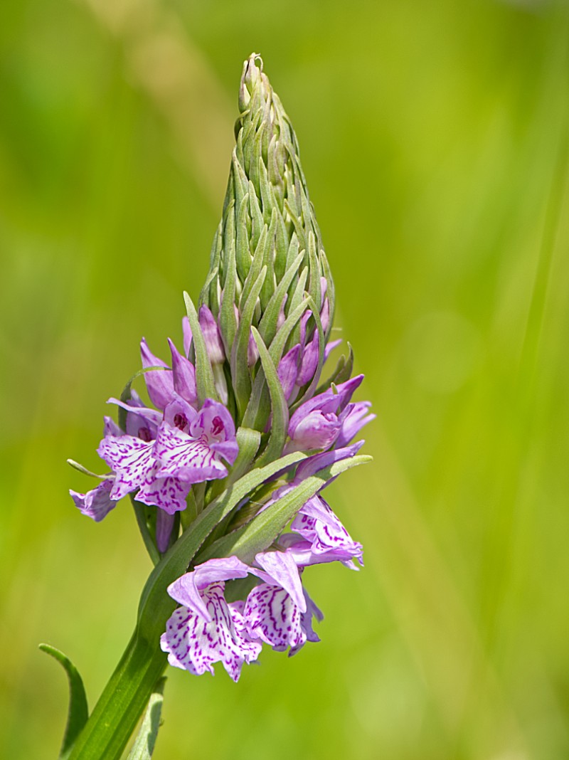 Gevlekte Rietorchis