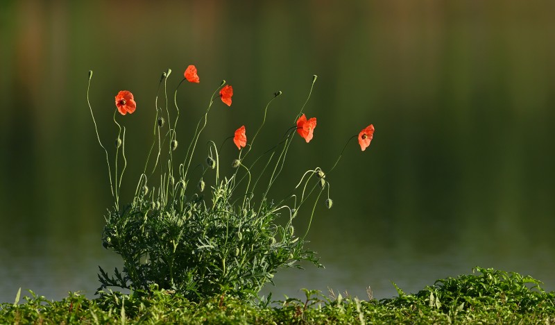 rood en groen