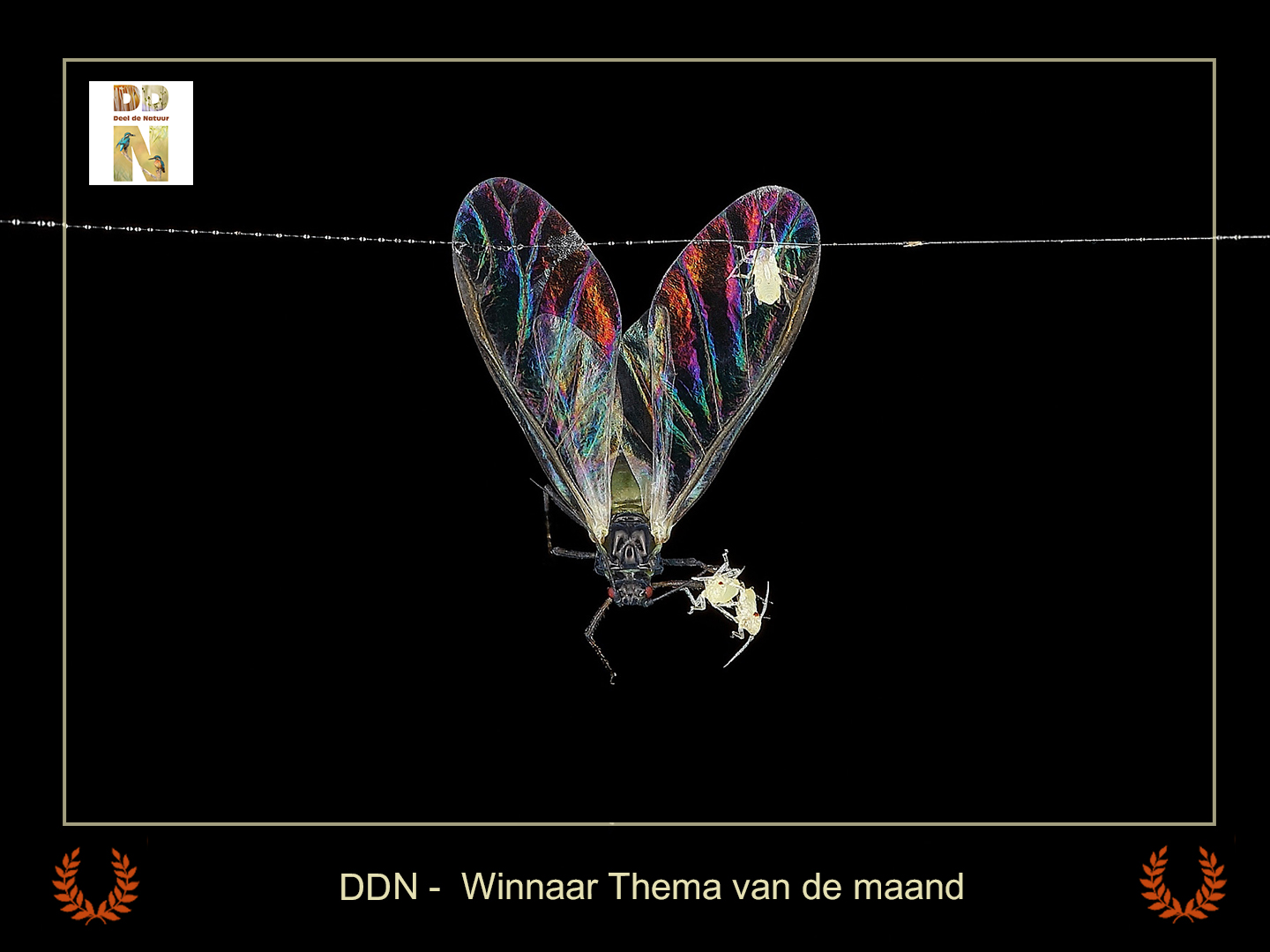DDN winnaar Thema van de maand 20026-05