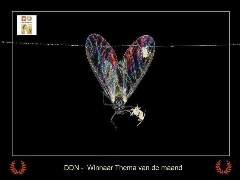 Winnaar maandthema mei  "Vleugels"