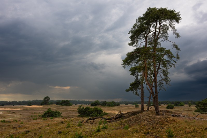 Schrale zandgronden