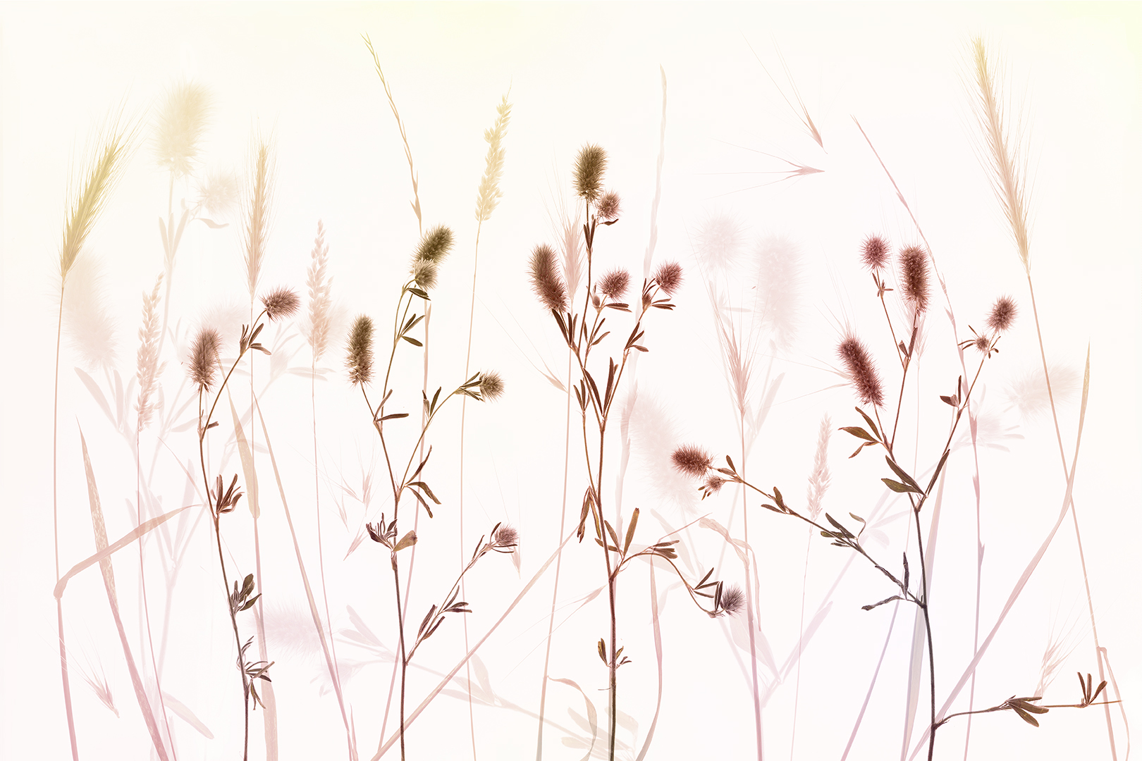 Gras Art 1080PX sRGB